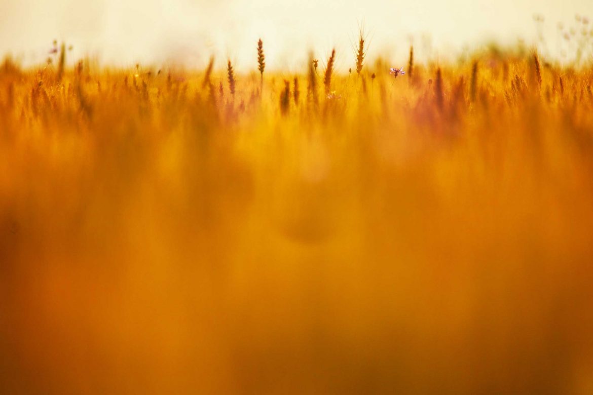image-1-2.jpg