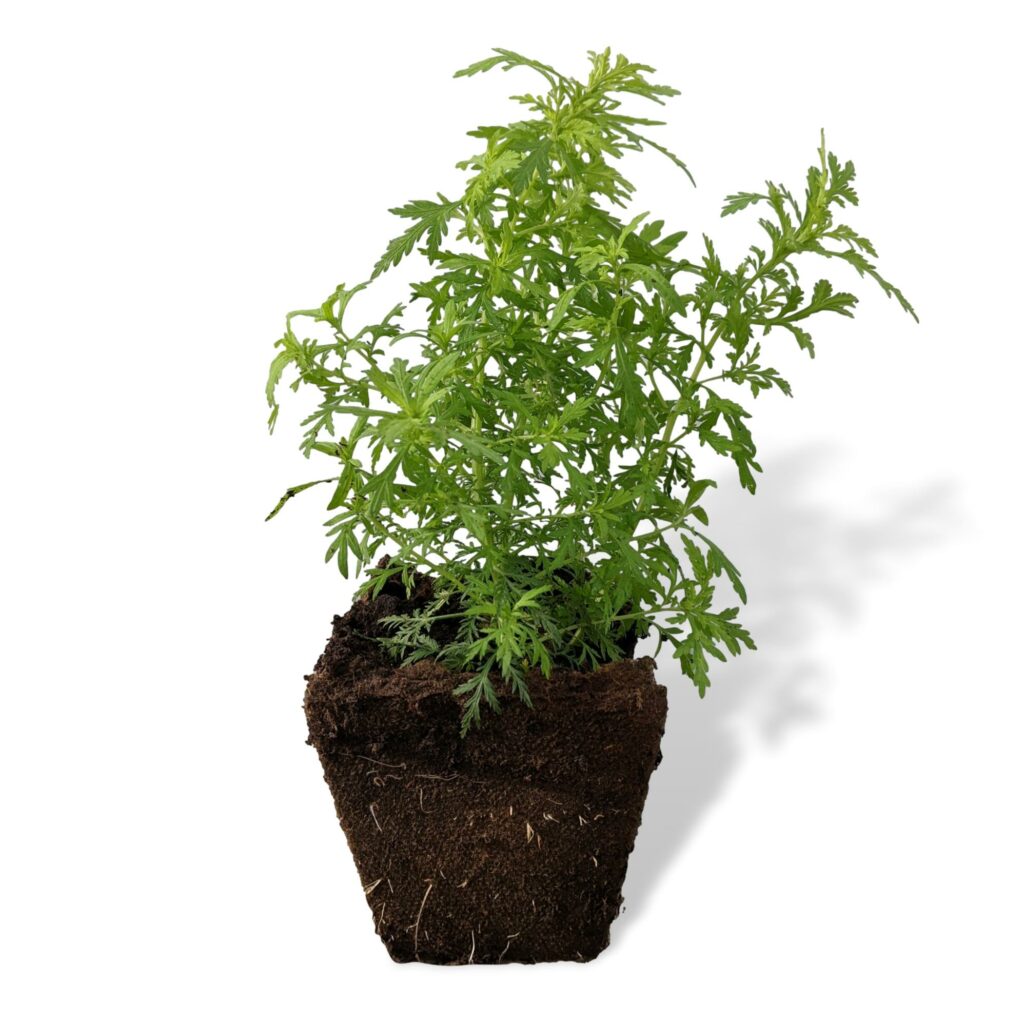Angebot 3 Artemisia Pflanzen online kaufen & bestellen » Bio Grauer Shop