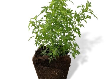 Artemisia Pflanzen sind wieder lieferbar.