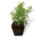 Artemisia als Pflanze noch kurz lieferbar