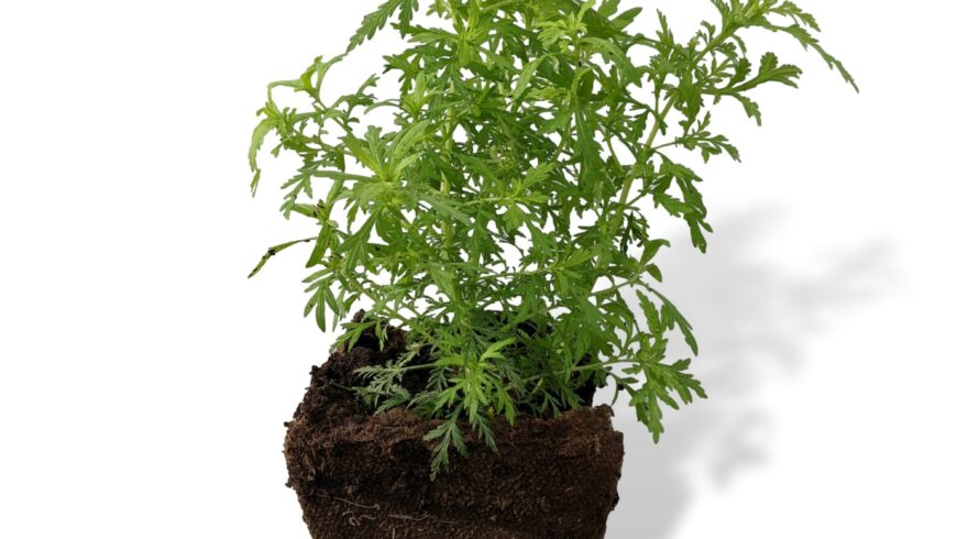 Artemisia als Pflanze noch kurz lieferbar