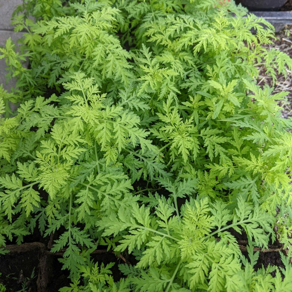 Artemisia annua Grauer (Pflanzen) online kaufen & bestellen » Bio
