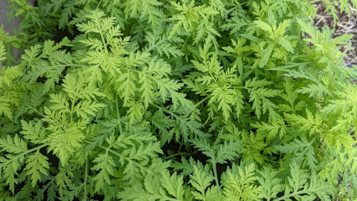 Artemisia Pflanze online kaufen -Angebot 6 Pflanzen-