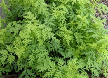 Artemisia Pflanze online kaufen – jetzt lieferbar-