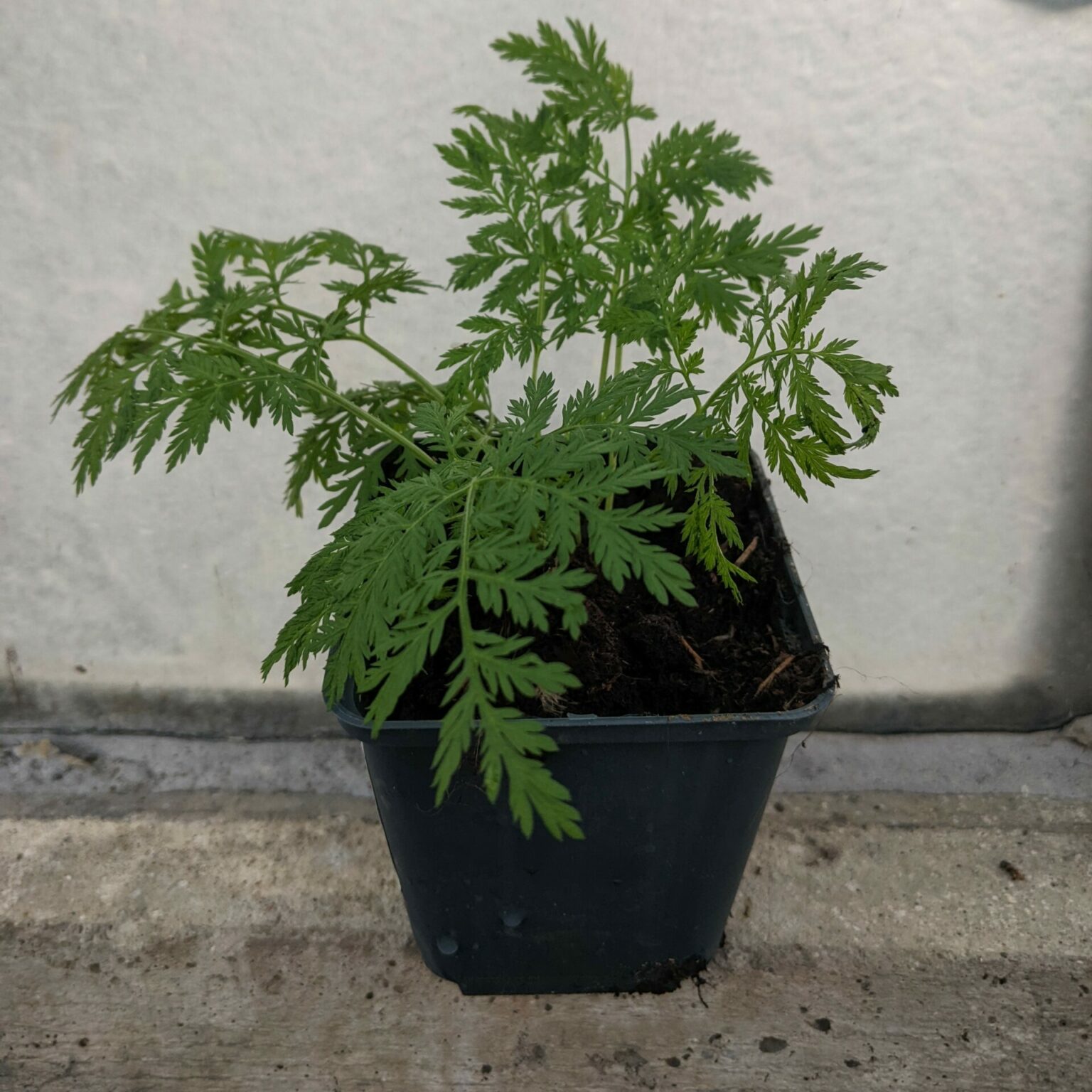 Artemisia annua Grauer (Pflanze) online kaufen & bestellen » Bio Grauer