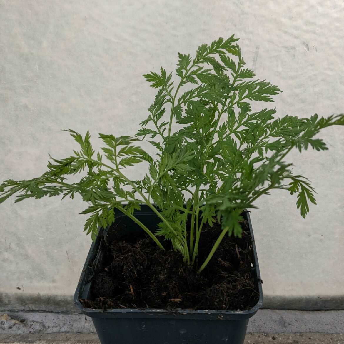 Artemisia annua Grauer (Pflanze) online kaufen & bestellen » Bio Grauer