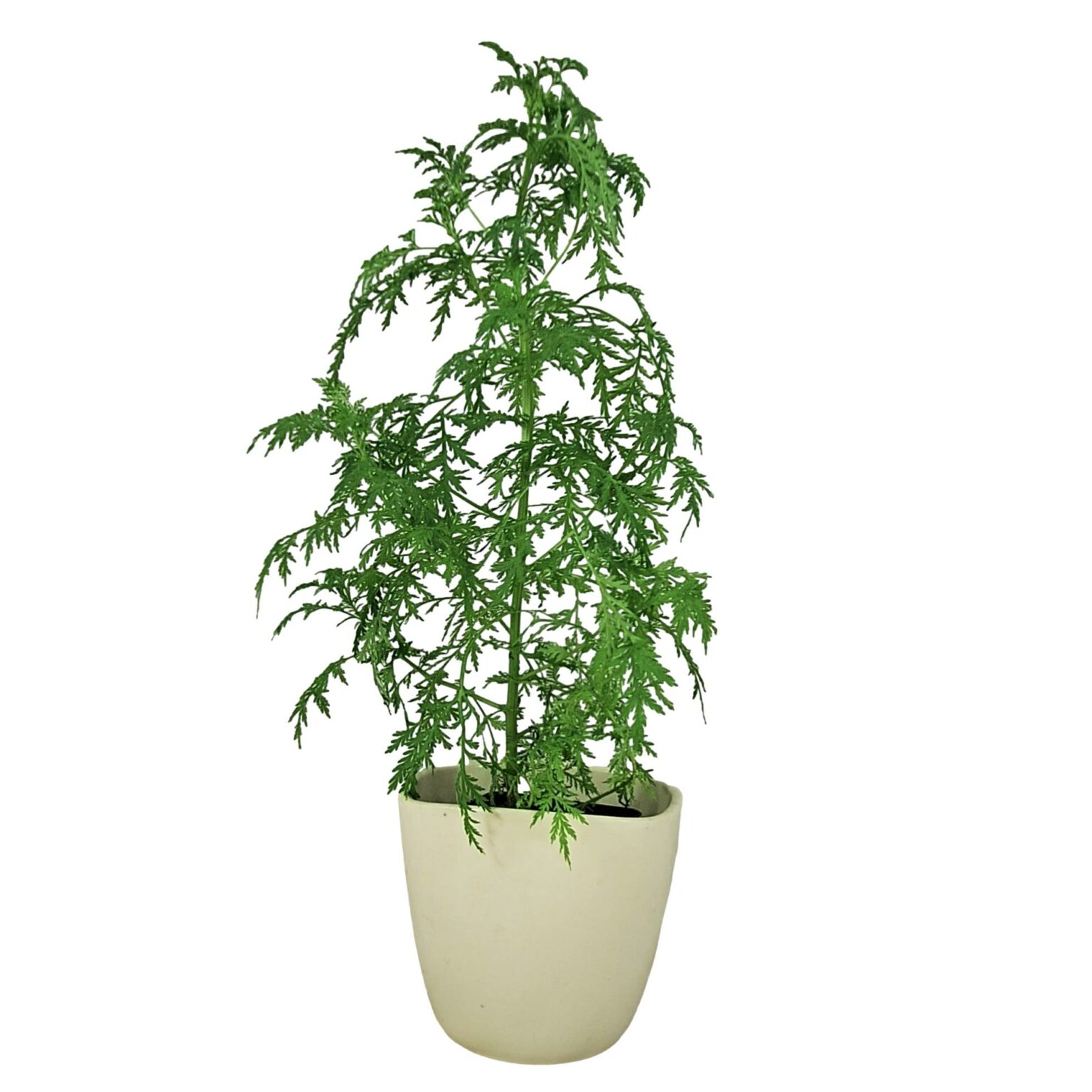 Artemisia annua Grauer (Pflanzen) online kaufen & bestellen » Bio