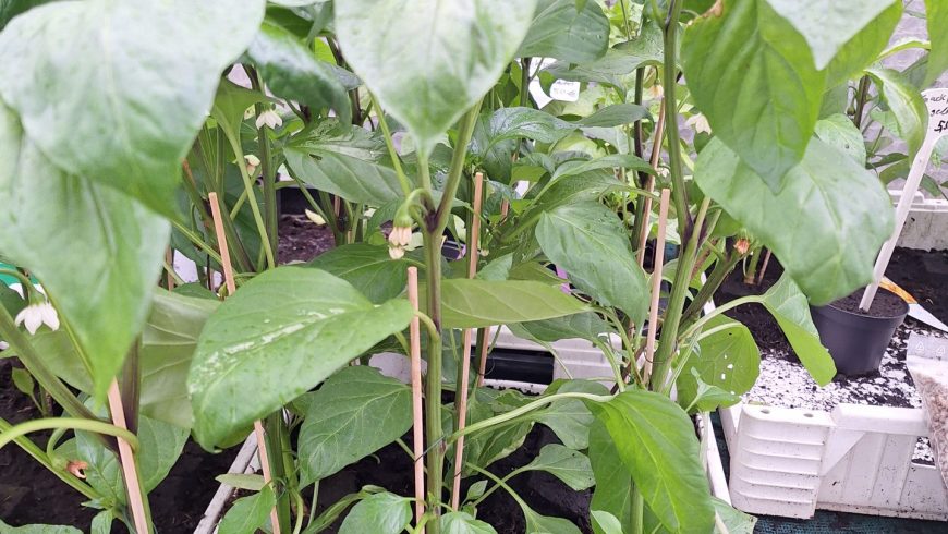 Jungpflanzen in unserer Gärtnerei