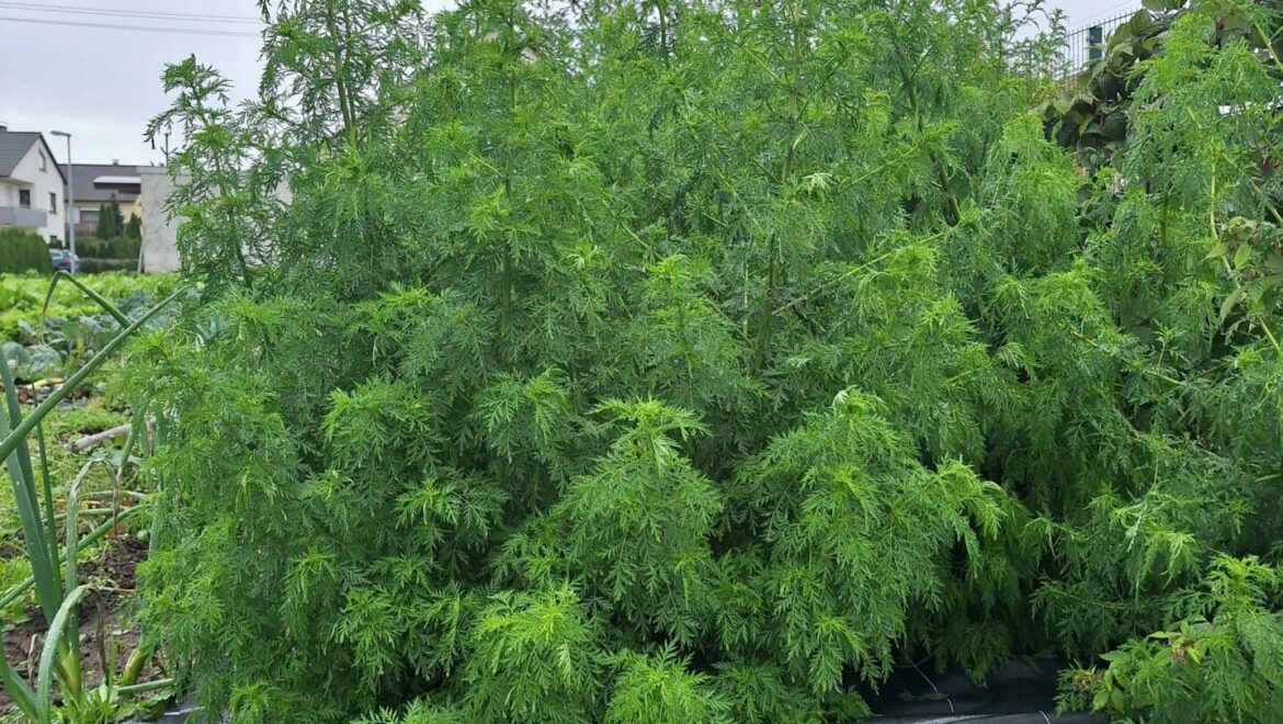 NEUE ERNTE: ARTEMISIA ANNUA GRAUER