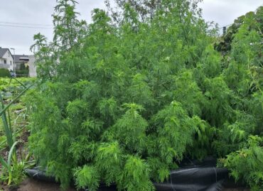 NEUE ERNTE: ARTEMISIA ANNUA GRAUER