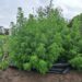 NEUE ERNTE: ARTEMISIA ANNUA GRAUER