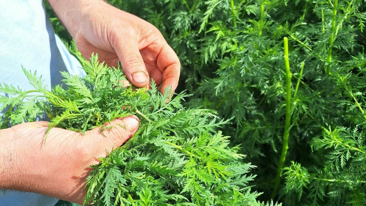 Artemisia annua Ernte