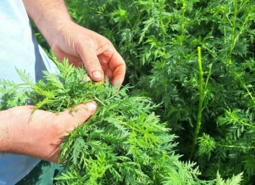 Artemisia annua Ernte