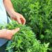 Artemisia annua Ernte