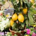 Saison 2026: wir stellen unsere Blumen und Setzlinge vor!